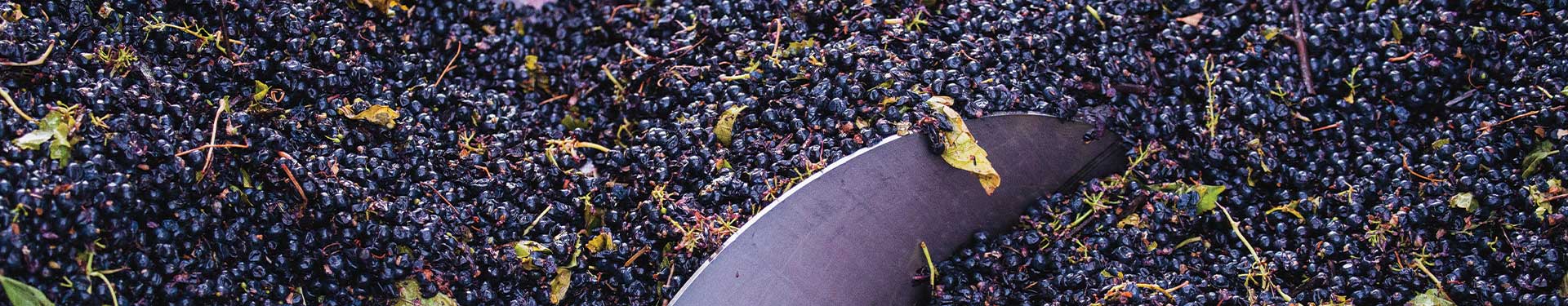 Red grapes being crushed