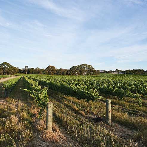 A guide to Barossa Shiraz