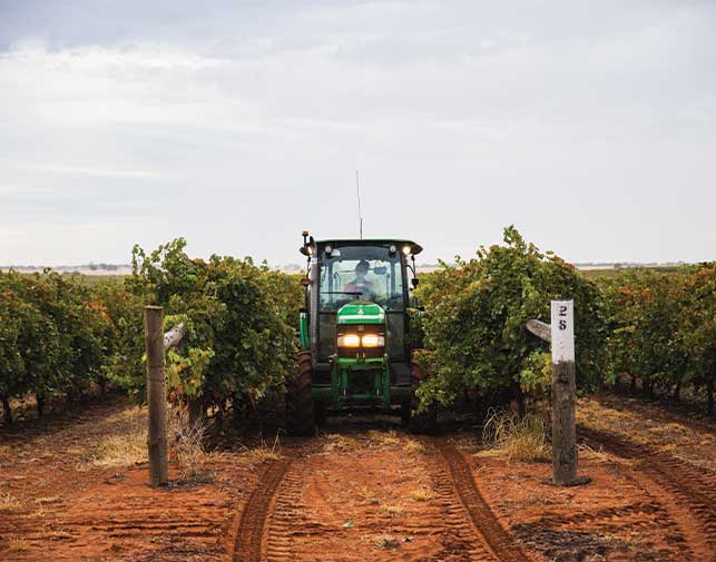 2021 Barossa Valley Vintage Update