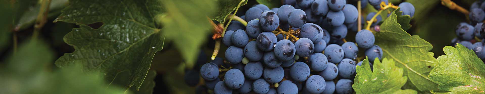 red grape on vineyard