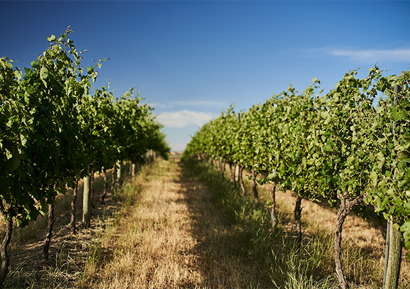 about-the-barossa-banner